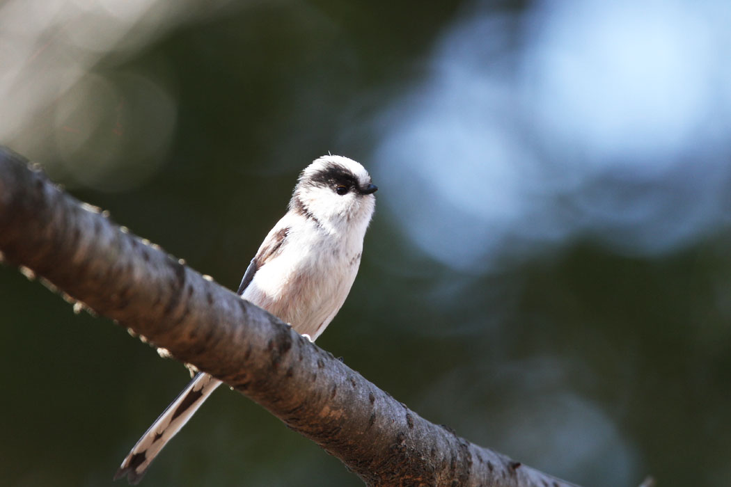 相模原市の北公園、何度か来ているけど、鳥見は初めて。珍しい鳥はいないけど、植え込みなどが鳥にとっては居心地が良さそう。ヤマガラやエナガなどがたくさん見られたよ。 ちなみに相模原公園は県立、相模原北公園は市立です。